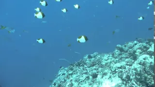 Palau Hook diving w/ White Tipped Reef Sharks 2