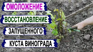 🍇 Безопасный СПОСОБ омолодить/восстановить ЗАПУЩЕННЫЙ/ВЫМЕРЗШИЙ КУСТ винограда. Сделай ЭТО сейчас.