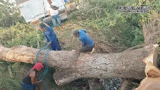 Heavy Logging!! Cut down a half century old tree in a difficult location.