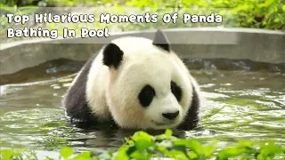 Top Hilarious Moments Of Panda Bathing In Pool | iPanda