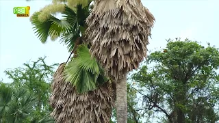 A palm tree that flowers once every 100 years, Hope Royal Botanic Gardens in Kingston Jamaica