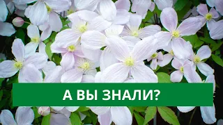 НЕ СДЕЛАЙТЕ ОШИБКУ. САЖАЙТЕ КЛЕМАТИСЫ ТОЛЬКО ТАК!