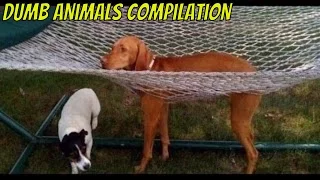 Dumb Animals Compilation