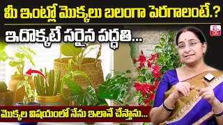 Ramaa Raavi - How to Grow and Care Indoor Plants || Balcony Garden || Parentnig Tips || SumanTV Life