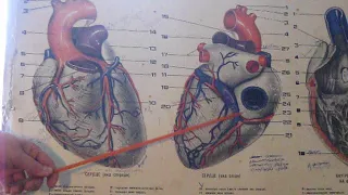 Коронарные артерии (венечный круг кровообращения) ЗБМК