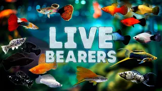 Popular Livebearing fish and how to tell if they are Thriving or Dying!