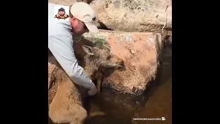 ¡Pescadores rescataron a un bebé ciervo atrapado en un lago!