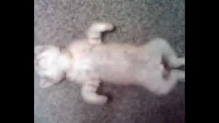 Кот медитирует(cat meditates).mp4