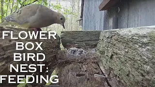 Flowerbox Bird Nest - Mourning Dove - Feeding - 2