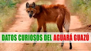 Aguará guazú, Lobo de crin, Borochi | Datos curiosos de animales