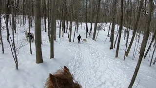 Huskies bite my horses leg