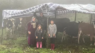 Cold Day in Mountain and Making a Shelter for Cows to Protect Them From Direct Rain