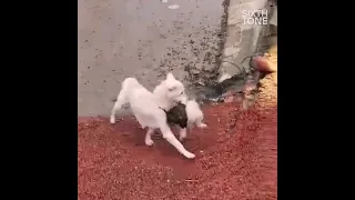 Stray Dog Rescues Her Puppy From Flood