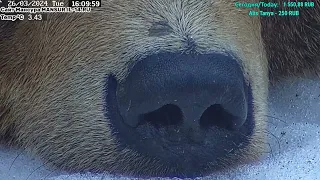 Мансур 🤎 Оператор создал шедевр близости 🥰🐾The Bear very close.