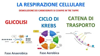 LA RESPIRAZIONE CELLULARE - COMPLETO