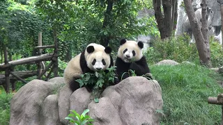 Silk Road 18 - Chengdu Panda Base, make your day so happy.