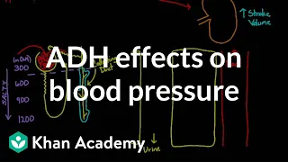 ADH effects on blood pressure | Renal system physiology | NCLEX-RN | Khan Academy