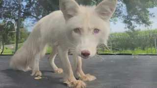 Foxes jumping on a trampoline