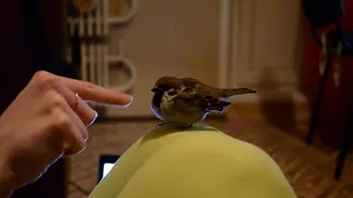 Ручной воробей поет и дерется / домашний воробей Джек / trained sparrow