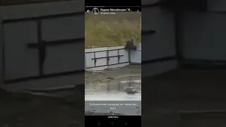 Житель Камчатки снял забавный ролик с карабкающимся через забор медведем