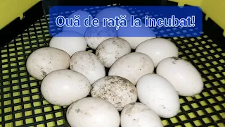 Am pus ouă de rață la incubator!!
