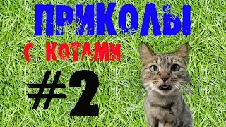 ПРИКОЛЫ С КОТАМИ.Подборка приколов#2|Смешные коты