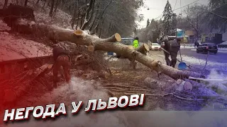 🌨 Ледяной период во Львове! Падают деревья, обрываются электропровода!