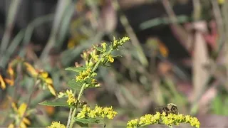 Piedmont Triad nursery is bringing native North Carolina plants to your garden