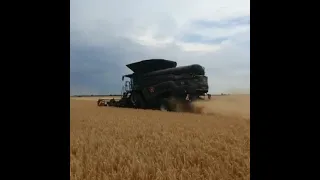 Massey ferguson ideal cosechando con corte tort picando paja.