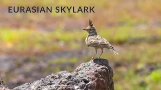 Eurasian skylark call, singing bird with nature sounds