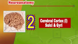 02. Cerebral cortex (I) Sulci, gyri