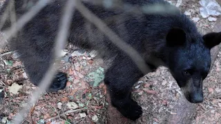 Wicked Saskatchewan Bear Hunt