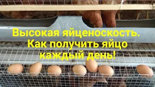 Высокая яйценоскость кур. Как увеличить яйценоскость несушек зимой. Кормление кур зимой.