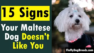 15 Signs Your Maltese Dog Doesn't Like You
