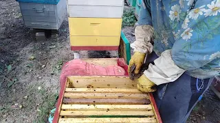 Как откачать МЕД без расплода  Пчеловодство для начинающих