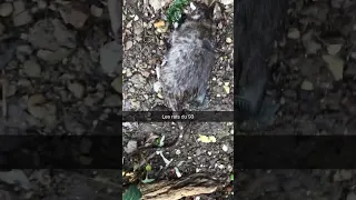 Un rat à Saint Denis