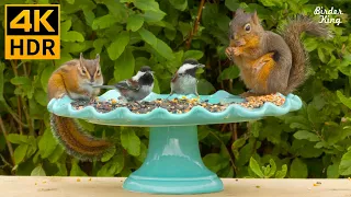 Cat TV 2022 😺📺 Cute Garden Birds and Squirrels 🐦 8 Hours(4K HDR)