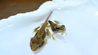 Tadpoles - from egg to frog