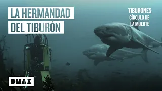 Tiburón blanco: su verdadera naturaleza social al descubierto | Tiburones