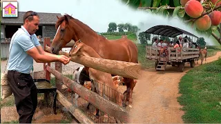 la vida del campo en ESTADOS UNIDOS LOS AMISH EN PENNSYLVANIA