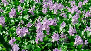 Water Hyacinth plants in a pond near Lalian| MSH Muhammad Sami Hashmi