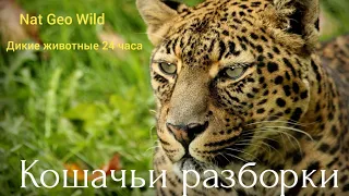 Nat Geo Wild. Кошачьи разборки.Дикие животные 24 часа.1 серия.