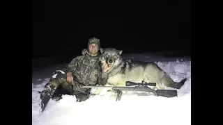 Wolf Season - Wolf Hunting in Montana