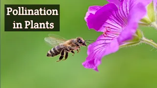 Pollination in Flowering Plants 3d Animation