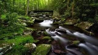 Relaxante Rivière en Forêt ☆ Sommeil Profond et Détente avec les Bruits de la Nature - 3 Heures