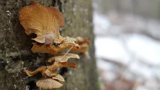 GRZYBOWY REKONESANS w styczniu i JASKINIA