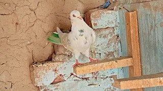 Ek Baby Pigeon Beth Gaya || Nasir Pigeons Official