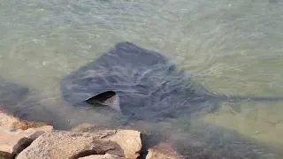 A Giant Smooth Stingray in the Shallows