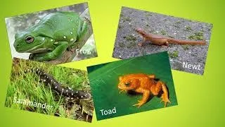Key Features of Amphibians | Types of Animals for Kids | Hands-On Education