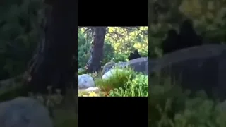 Bigfoot Filmed with Its Baby Fleeing to Safety!